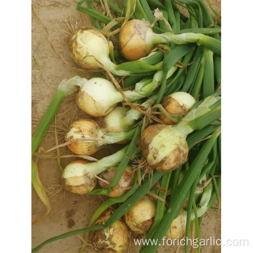 Good Quality New Crop Of 2019 Yellow Onion